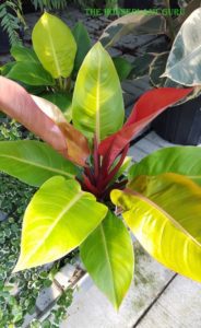 McCauley's Finale Philodendron