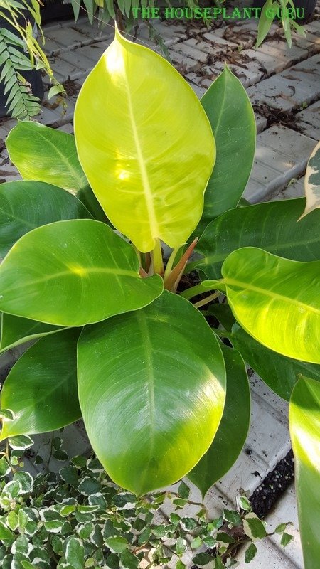 Philodendron