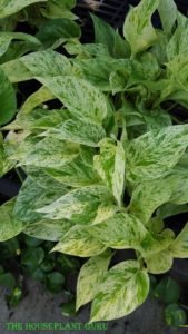 Pothos