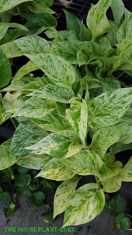 Pothos
