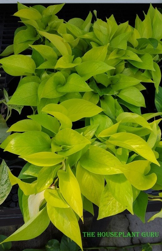 Neon Pothos