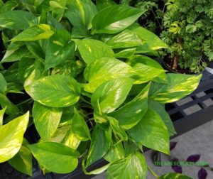Golden Pothos
