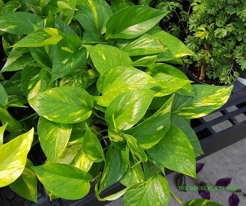 Golden Pothos