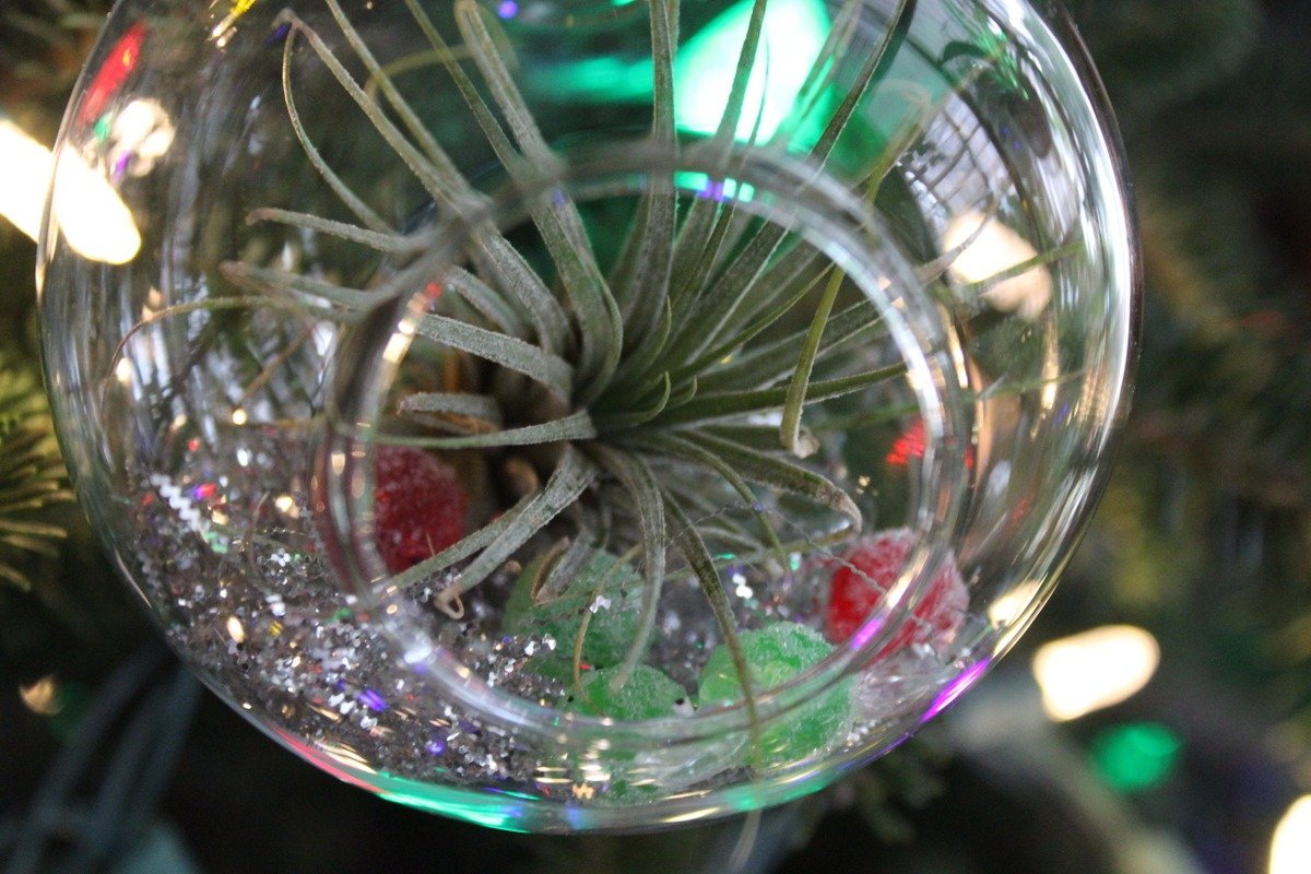 Tillandsia in a living ornament