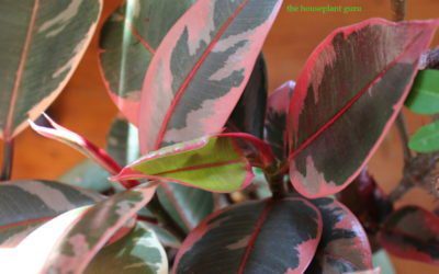 Rubber Tree Ficus elastica