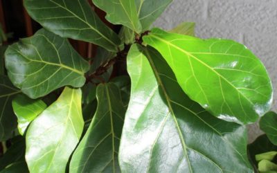 Fiddle leaf Fig –Ficus lyrata