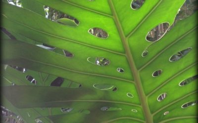 Swiss Cheese Plant Monstera deliciosa