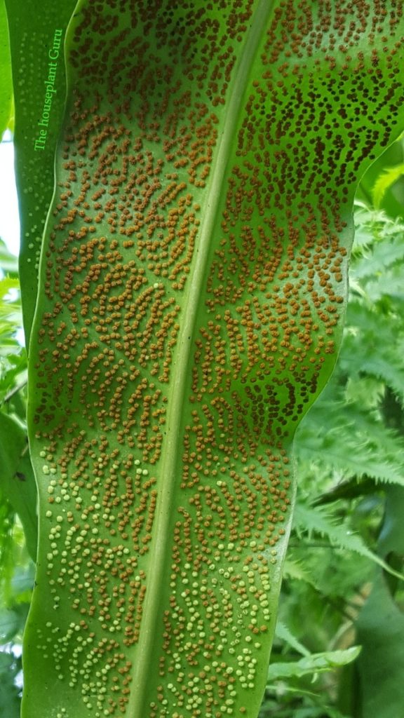 lots of sori on a fern