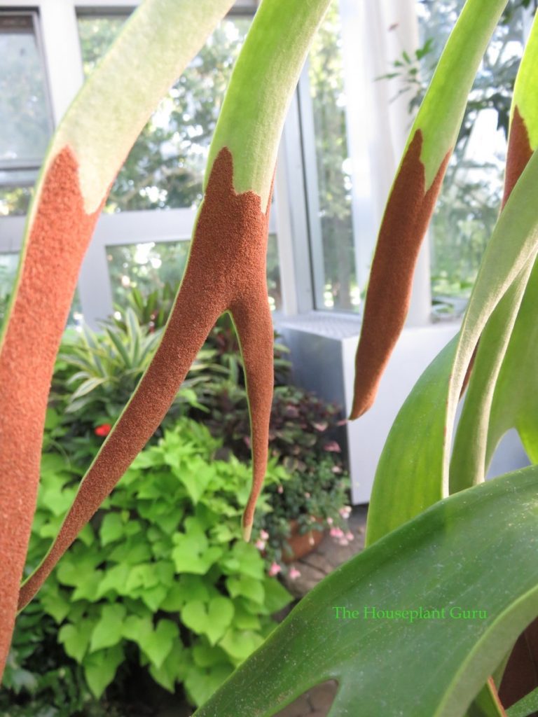 fern spores on a staghorn fern