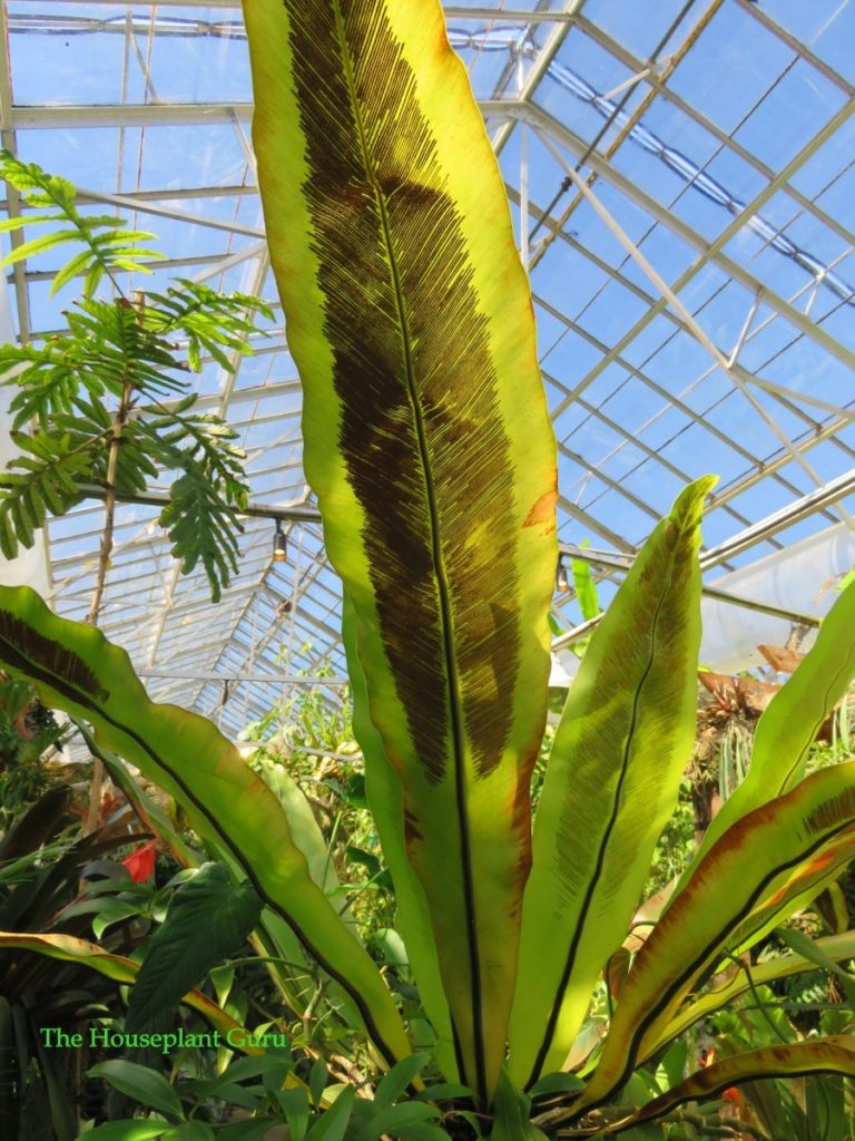 fern fronds in the sun