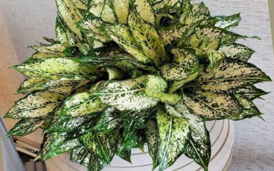 Aglaonema (Chinese Evergreen)