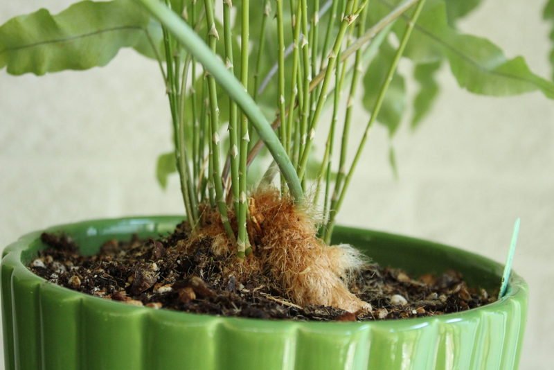 True fern in asparagus fern pot