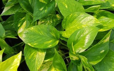 Pothos– Epipremnum aureum