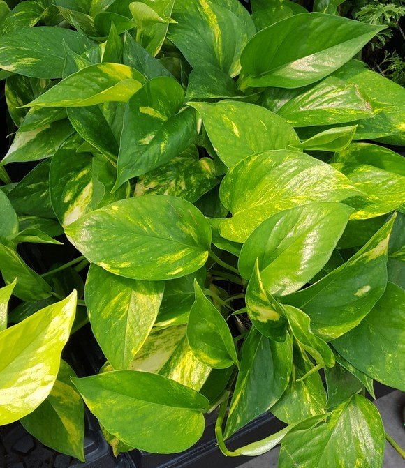 'Marble Queen' Pothos