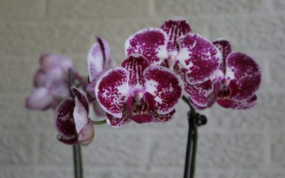 Phalaenopsis Orchid