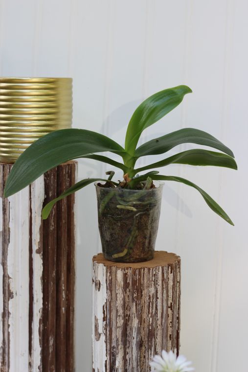 phalaenopsis orchid