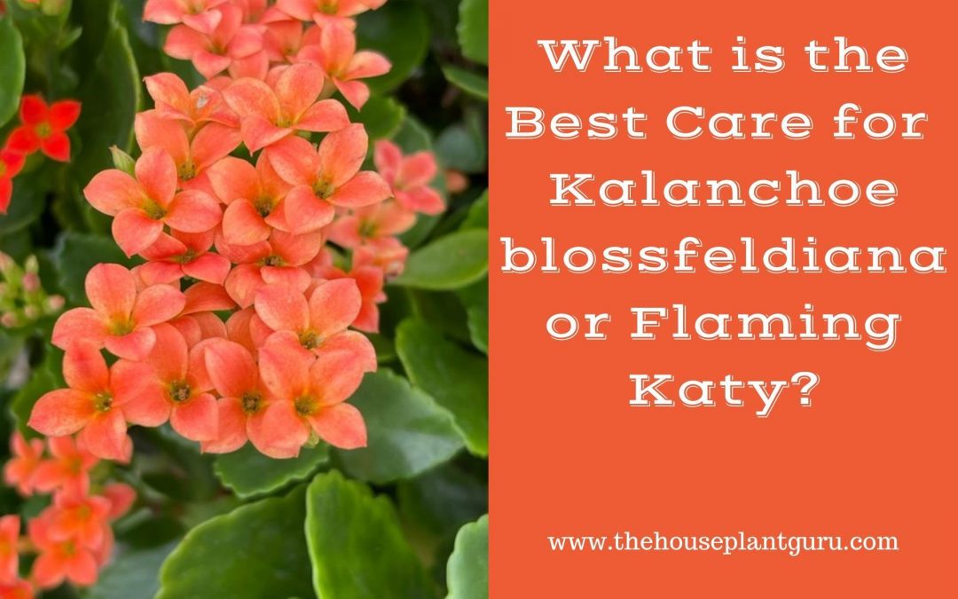 What is the Best Care for Kalanchoe blossfeldiana or Flaming Katy?