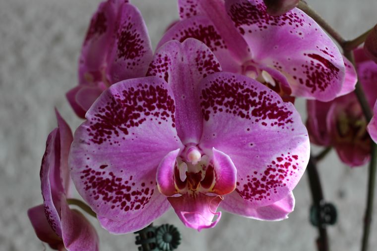 Phalaenopsis