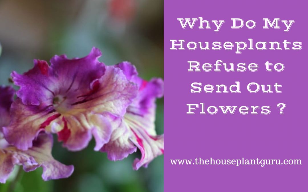 Why Do My Houseplants Refuse to Send Out Flowers?