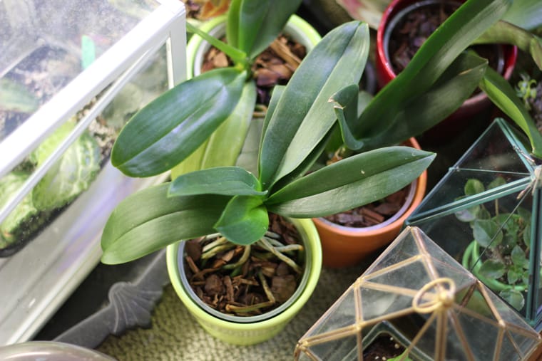 Phlaenopsis