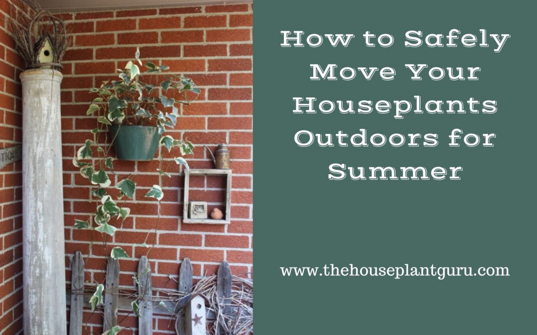 How to Safely Move Your Houseplants Outdoors for Summer