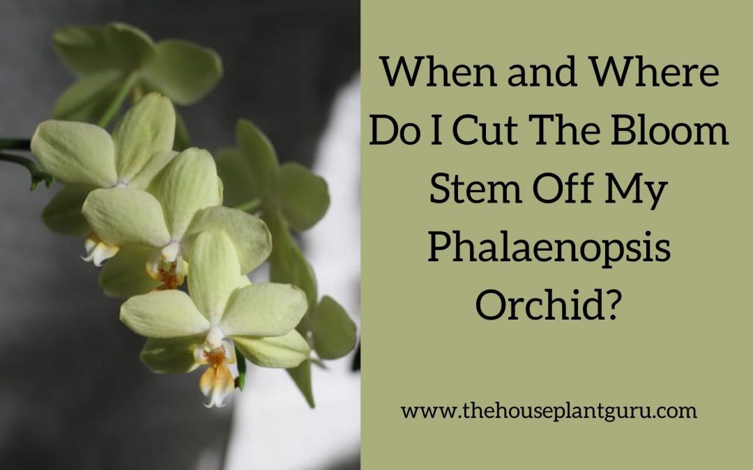 When and Where Do I Cut The Bloom Stem Off My Phalaenopsis Orchid?