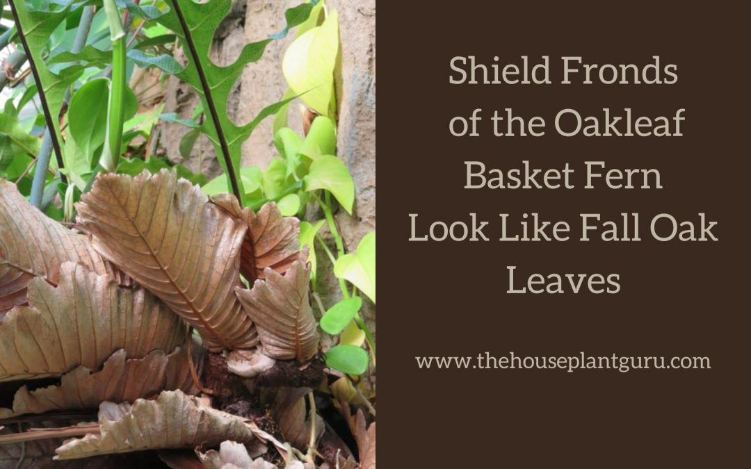 Shield Fronds of the Oakleaf Basket Fern Look Like Fall Oak Leaves