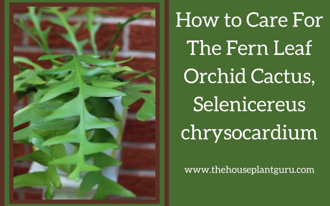 How to Care For The Fern Leaf Orchid Cactus, Selenicereus chrysocardium