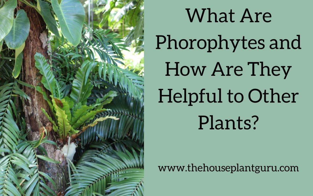 What Are Phorophytes and How Are They Helpful to Other Plants?