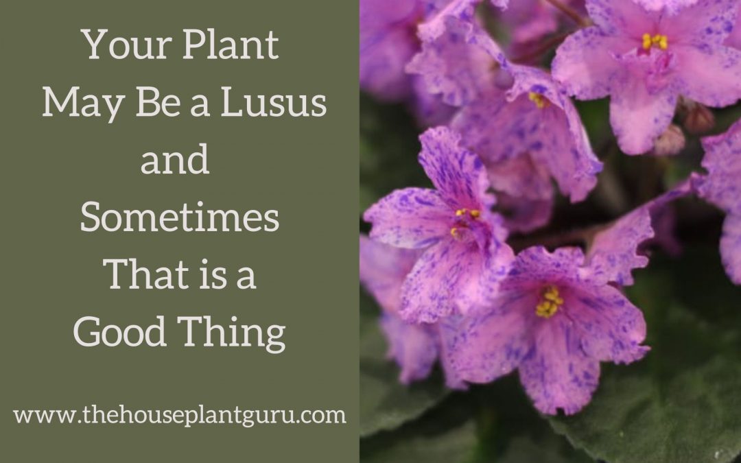 Your Plant May Be a Lusus and Sometimes That is a Good Thing