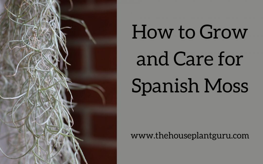 How to Grow and Care for Spanish Moss
