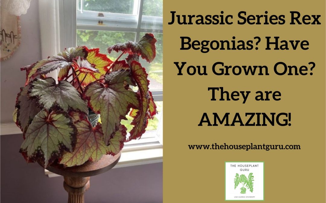 Jurassic Series Rex Begonias? Have You Grown One? They are AMAZING!