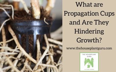 What are Propagation Cups and Are They Hindering Growth?
