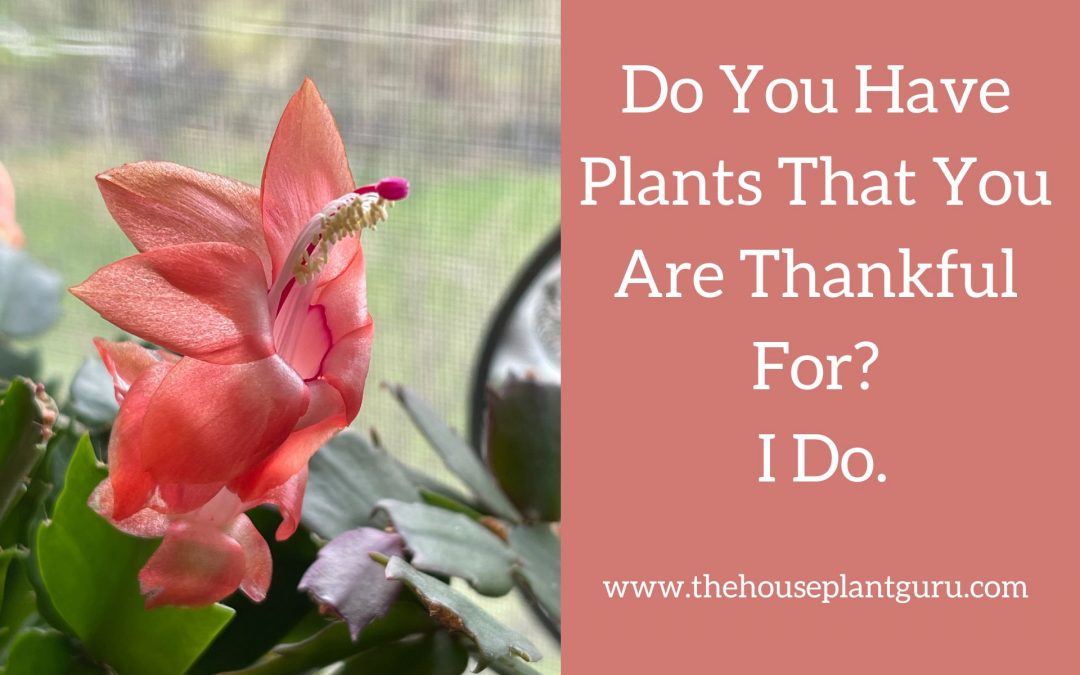 Do You Have Plants That You Are Thankful For? I Do.