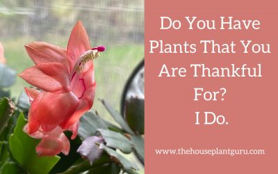 Do You Have Plants That You Are Thankful For? I Do.