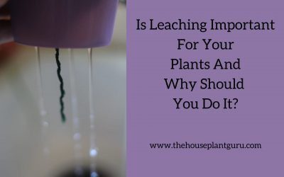 Is Leaching Important For Your Plants And Why Should You Do It?