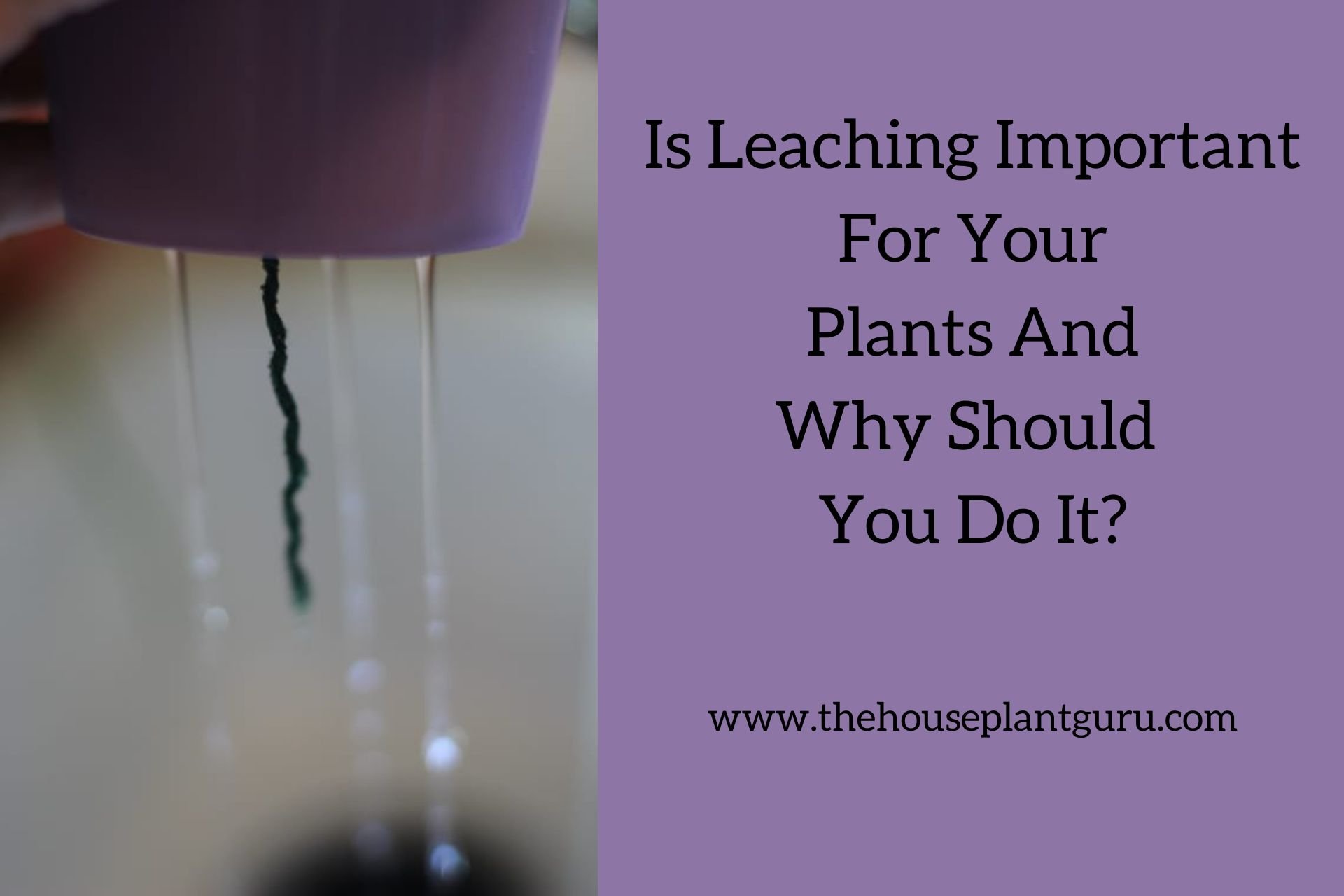 Is Leaching Important For Your Plants And Why Should You Do It