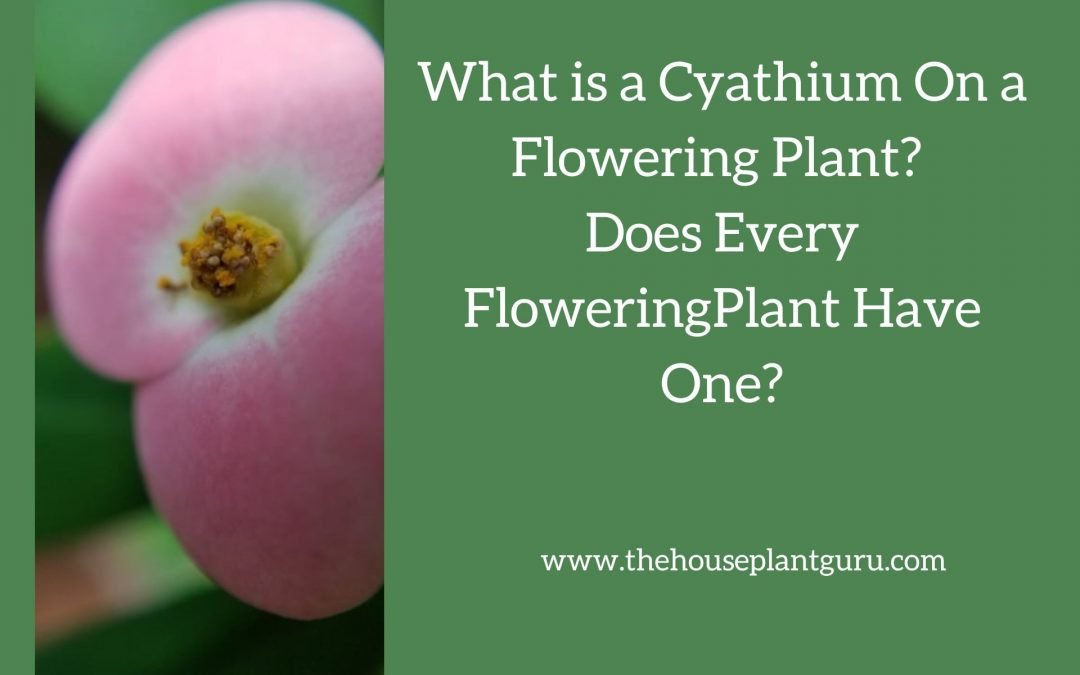 What is a Cyathium On a Flowering Plant? Does Every Flowering Plant Have One?