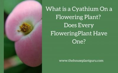 What is a Cyathium On a Flowering Plant? Does Every Flowering Plant Have One?