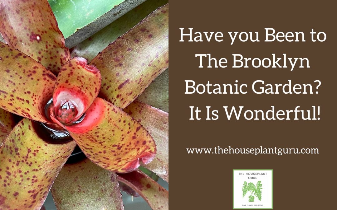 Have you Been to The Brooklyn Botanic Garden? It Is Wonderful!