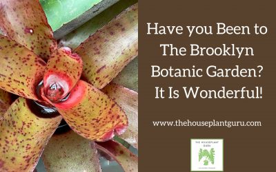 Have you Been to The Brooklyn Botanic Garden? It Is Wonderful!