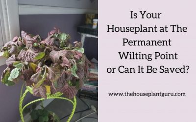 Is Your Houseplant at The Permanent Wilting Point or Can It Be Saved?