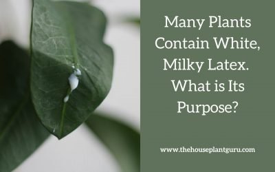 Many Plants Contain White, Milky Latex. What is Its Purpose?