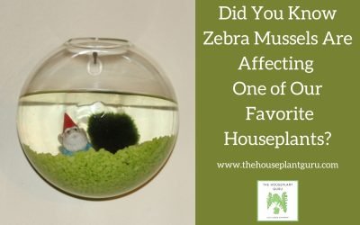 Did You Know Zebra Mussels Are Affecting One of Our Favorite Houseplants?