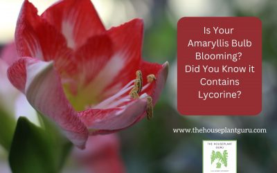Is Your Amaryllis Bulb Blooming? Did you Know it Contains Lycorine?