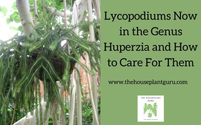 Lycopodiums Now in the Genus Huperzia and How to Care for Them