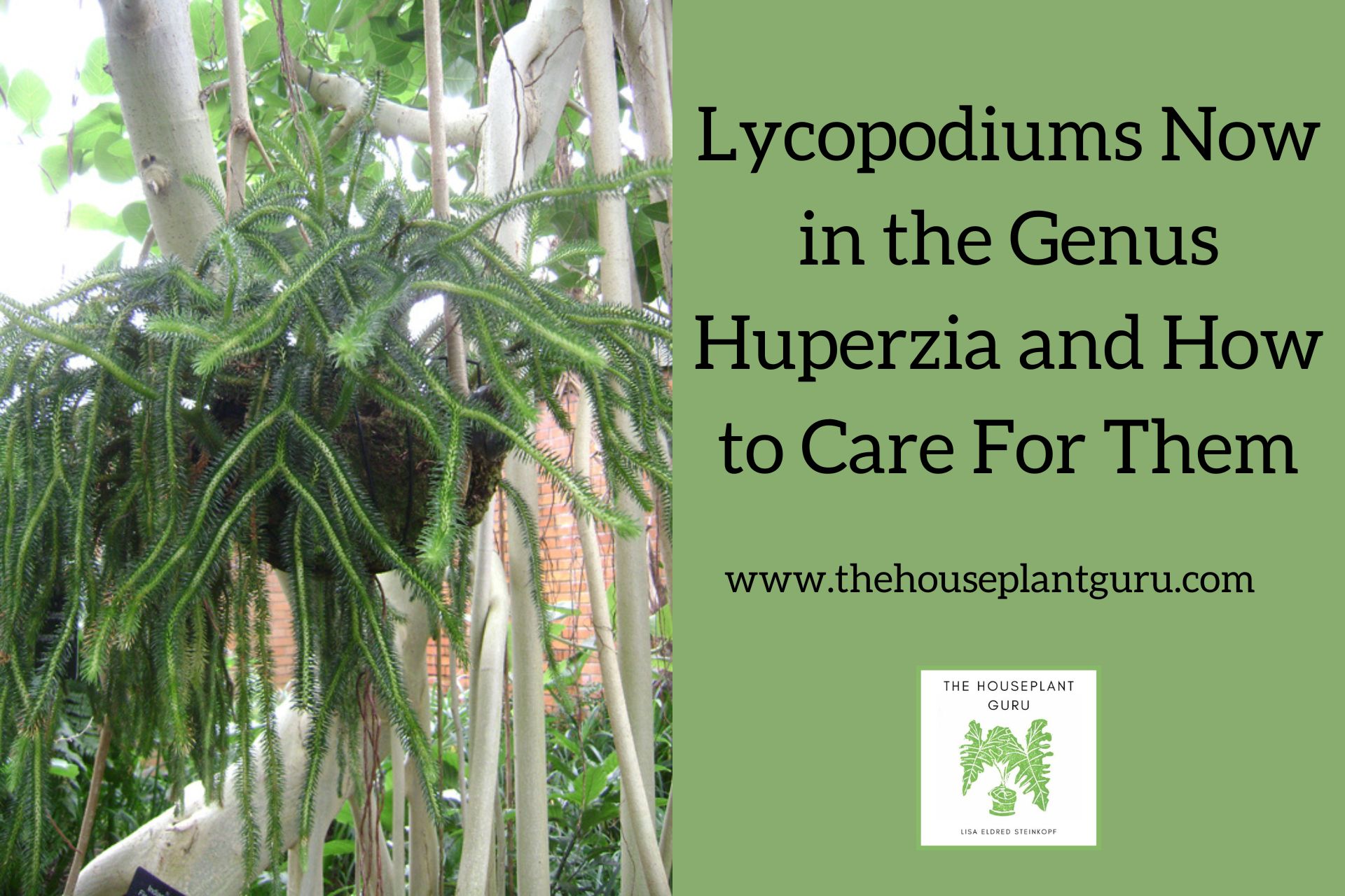 How do You Care for Lycopodiums now in the Genus Huperzia (1)