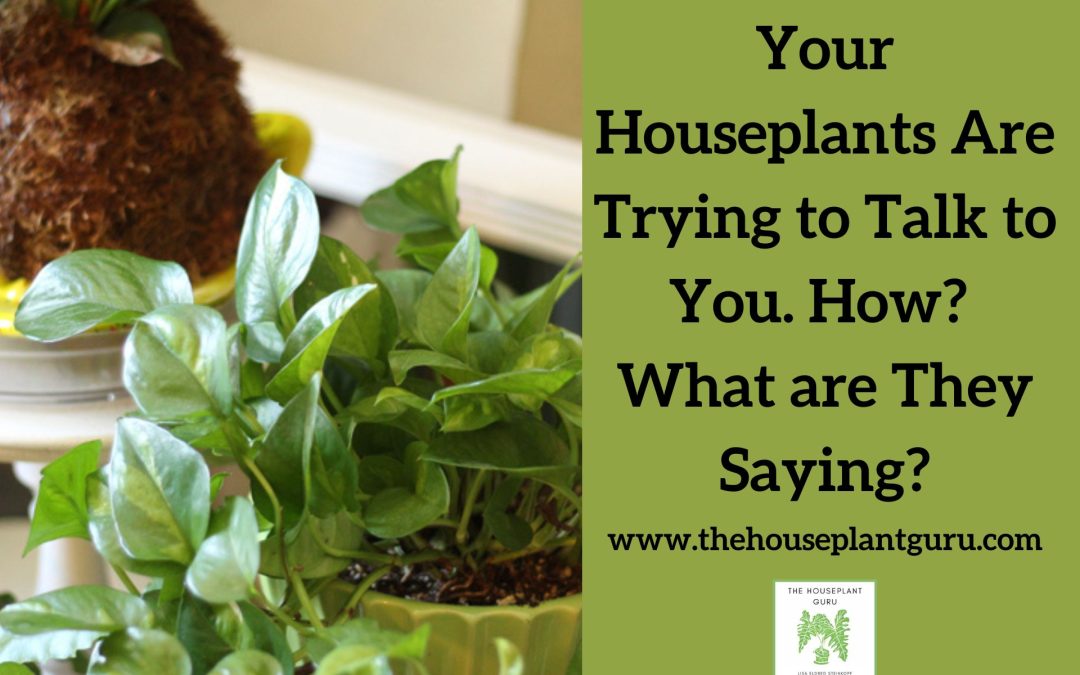 Your Houseplants Are Trying to Talk to You. How? What are They Saying?