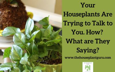Your Houseplants Are Trying to Talk to You. How? What are They Saying?