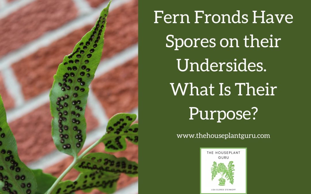 Fern Fronds Have Spores on their Undersides. What Is Their Purpose?